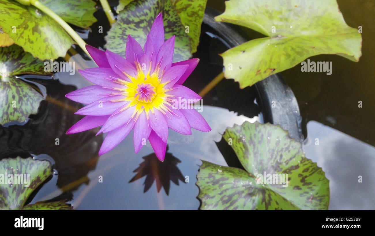 Rosa Lotusblume, Seerosen Blume Stockfoto