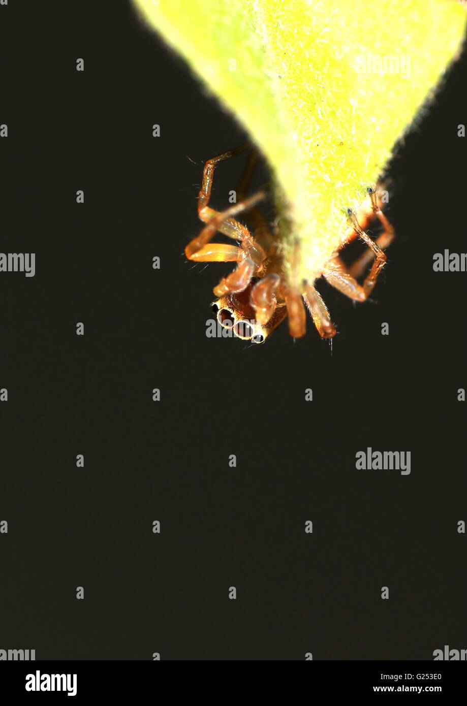 Wurm Blick auf eine Springspinne ruht auf einem Blatt. Stockfoto