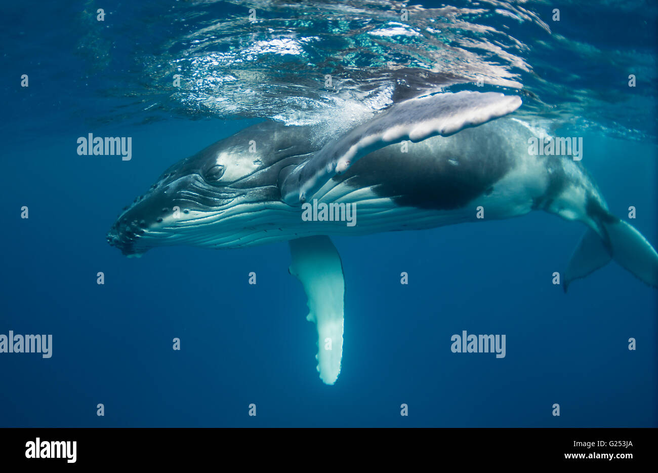 Unterwasser-Blick von Buckelwalen in Vava'u Tonga. Stockfoto