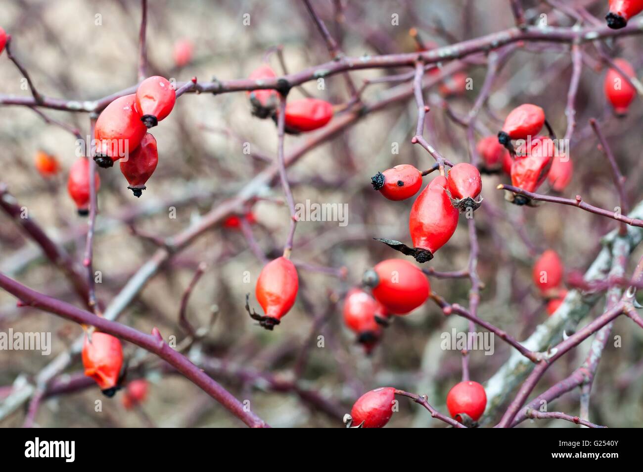 Rote Hagebutten wachsen auf einem Hagebutte Busch. Geringe Schärfentiefe. Stockfoto