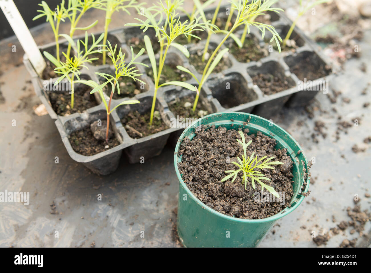 stechen, Kosmos Sämlinge aus modularen Fächern zu einzelnen Töpfen Stockfoto