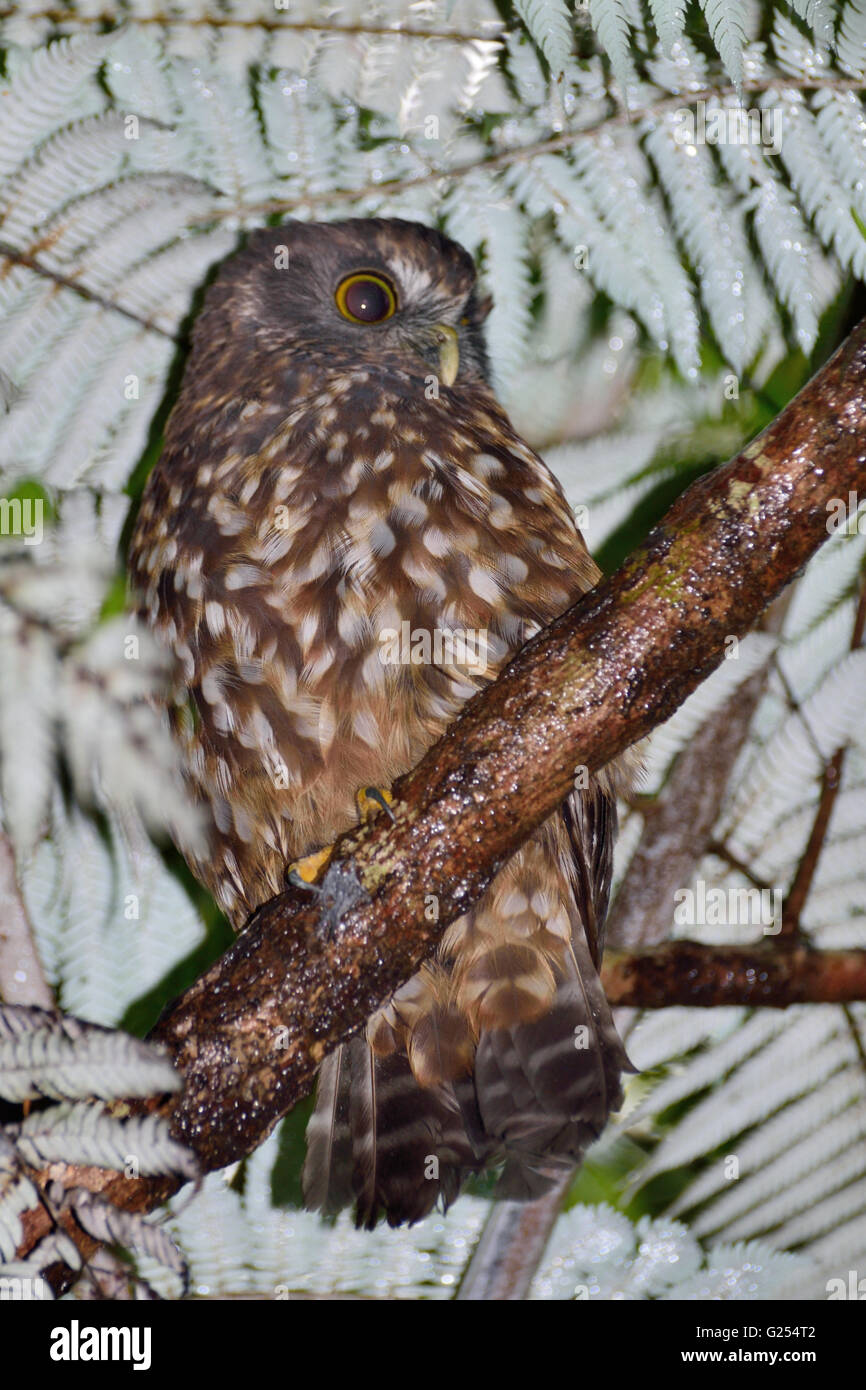 Morepork Stockfoto