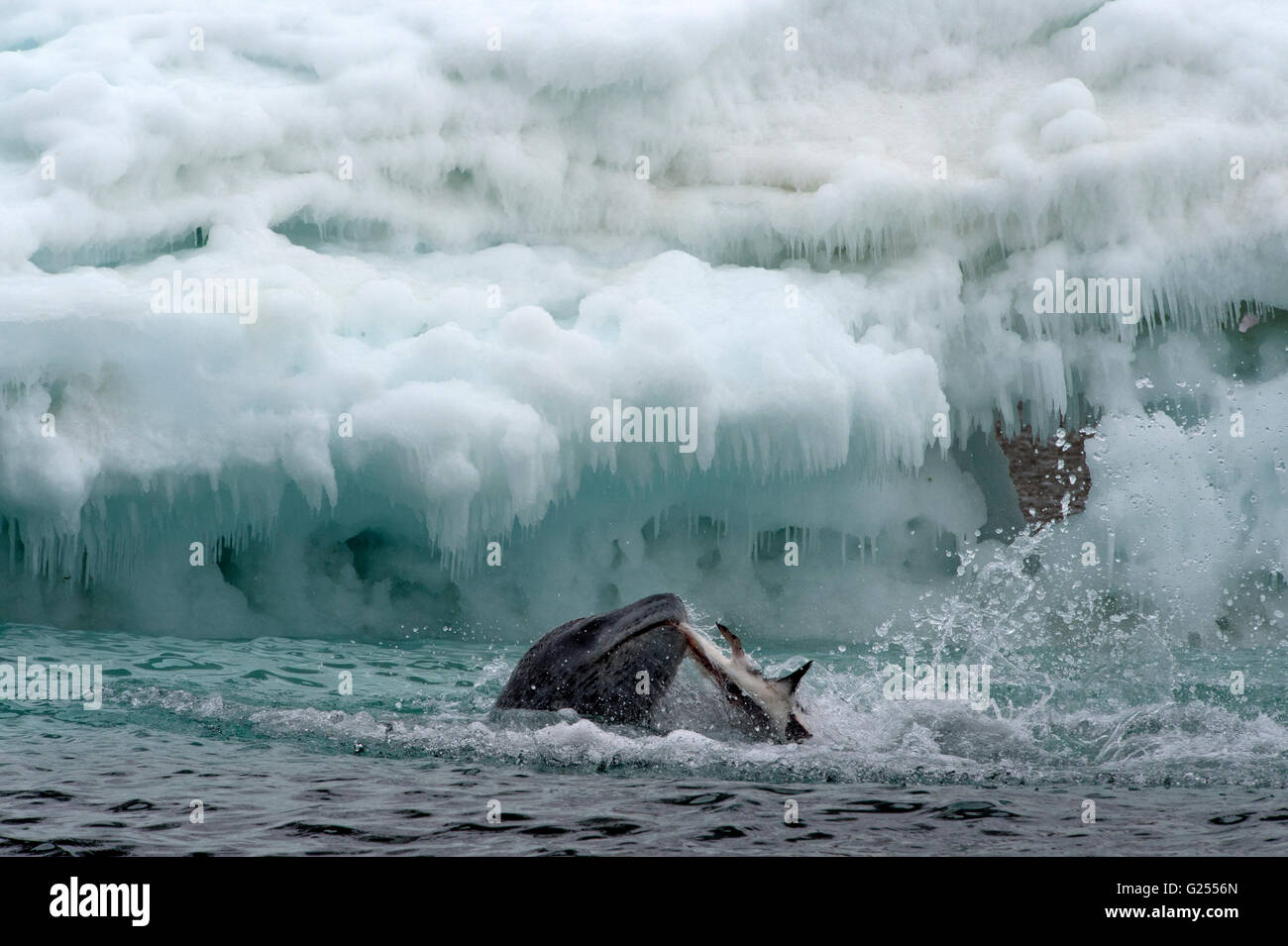 Seeleopard im Wasser mit Haken im Maul braun Bluff, Antarktis Stockfoto