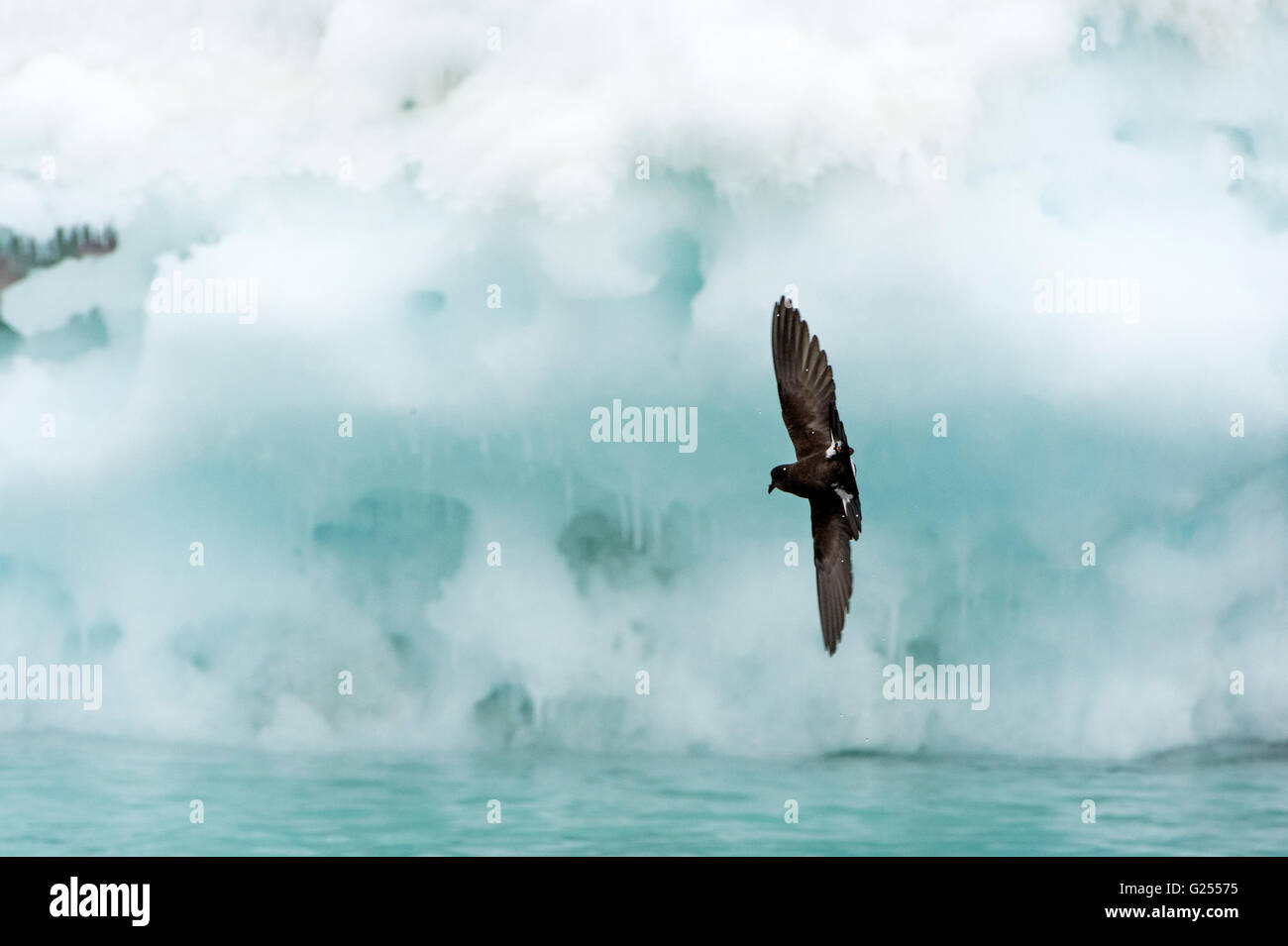 Wilsons Sturmvogel im Flug Brown Bluff, Antarktis Stockfoto