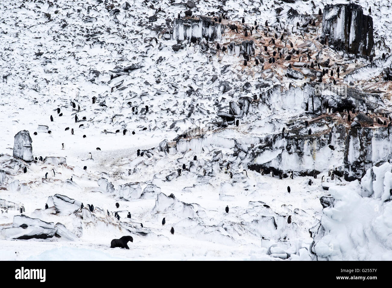 Antarktis-Seebär zu Fuß über Kolonie von Pinguinen Gourdin Island, Antarktis Stockfoto