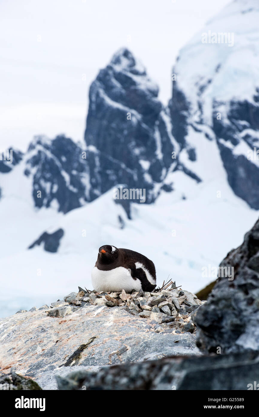 Gentoo Penguin Erwachsenen auf Nest Cuverville Island, Antarktis Stockfoto