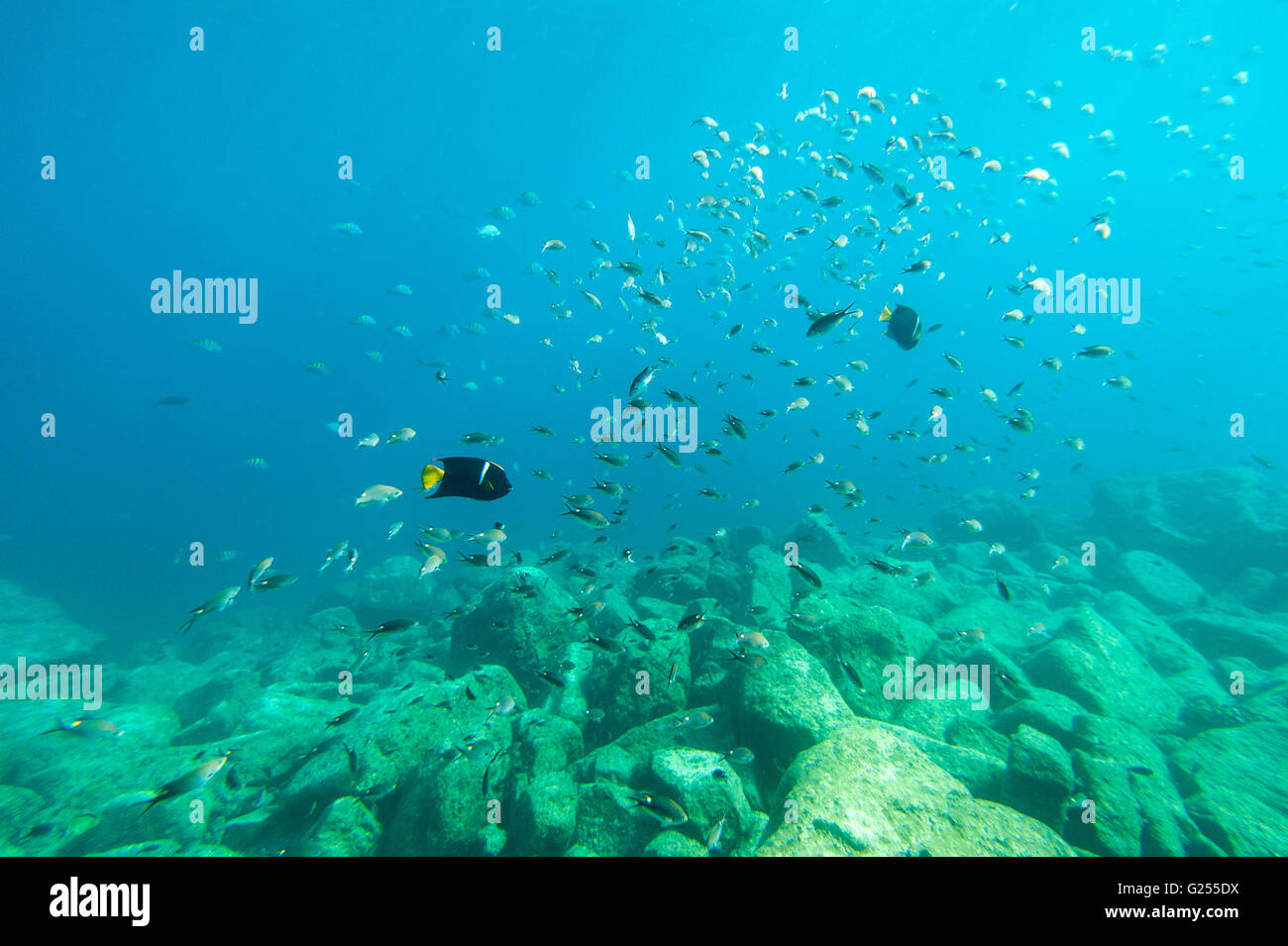 Passer Kaiserfisch und andere Meerestiere Los Islotes, Baja California, Mexiko Stockfoto