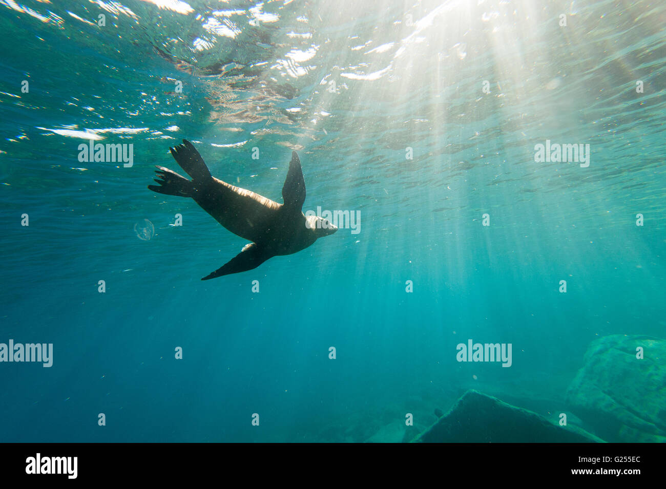 Kalifornien Sea Lion Los Islotes, Baja California, Mexiko Stockfoto