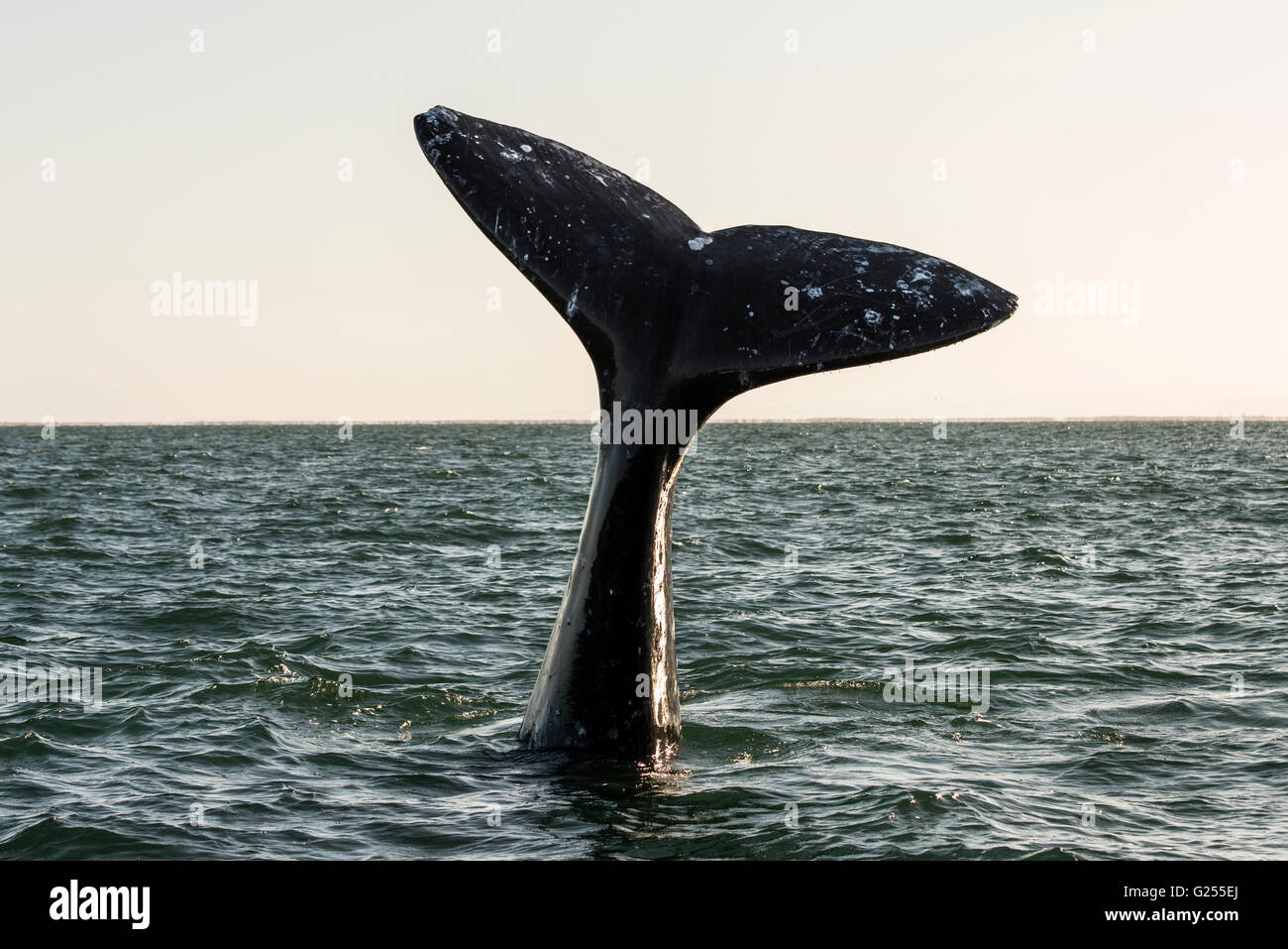 Grauer Wal Fluke Lagune San Ignacio, Baja California, Mexiko Stockfoto
