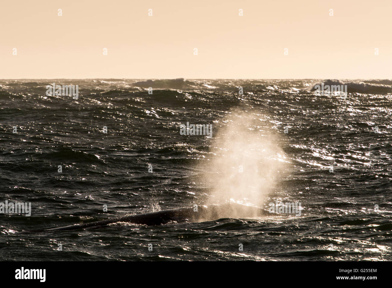 Gray Whale Lagune San Ignacio Baja California, Mexiko Stockfoto