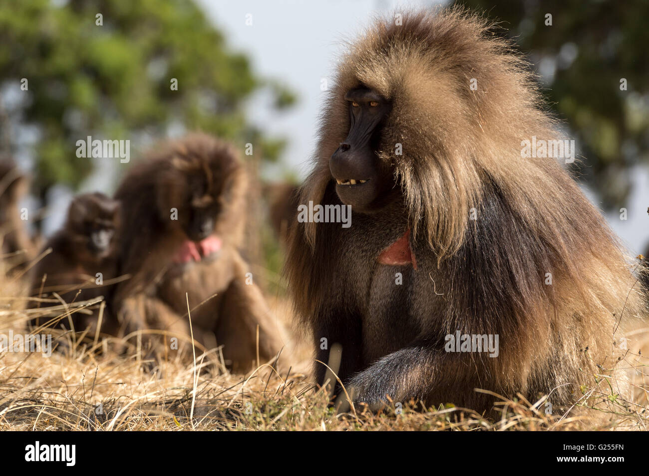 Gelada Affen füttern auf Rasen Nationalpark Simien Mountains, Äthiopien Stockfoto