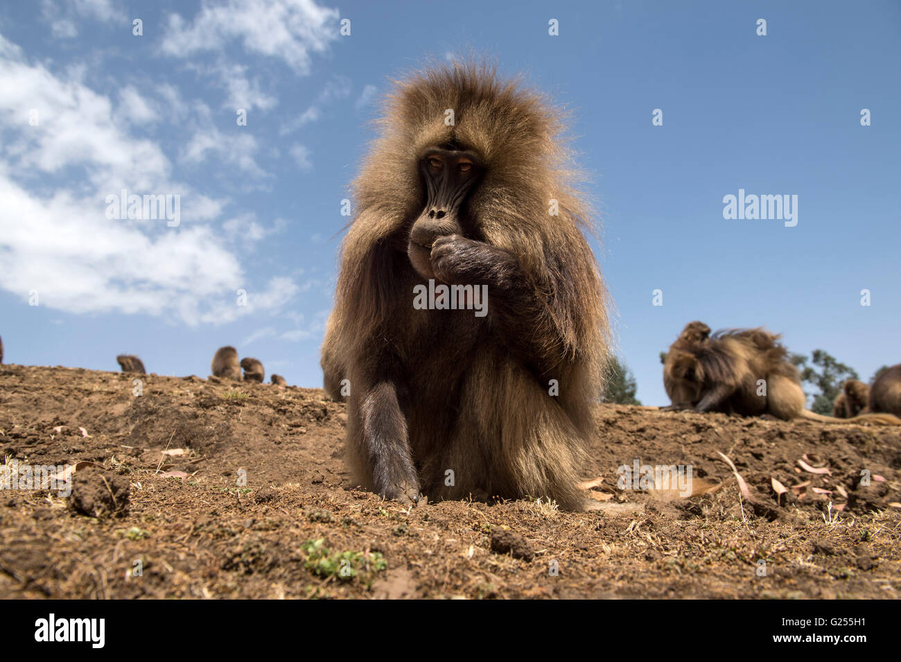 Gelada Affen füttern auf Rasen Nationalpark Simien Mountains, Äthiopien Stockfoto