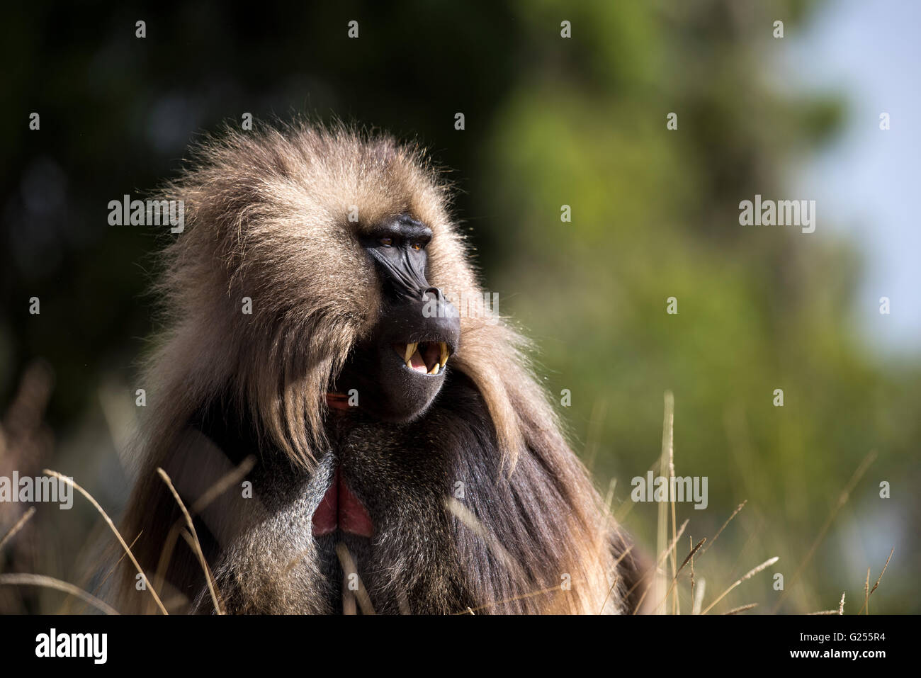 Gelada Affen Porträt Nationalpark Simien Mountains, Äthiopien Stockfoto