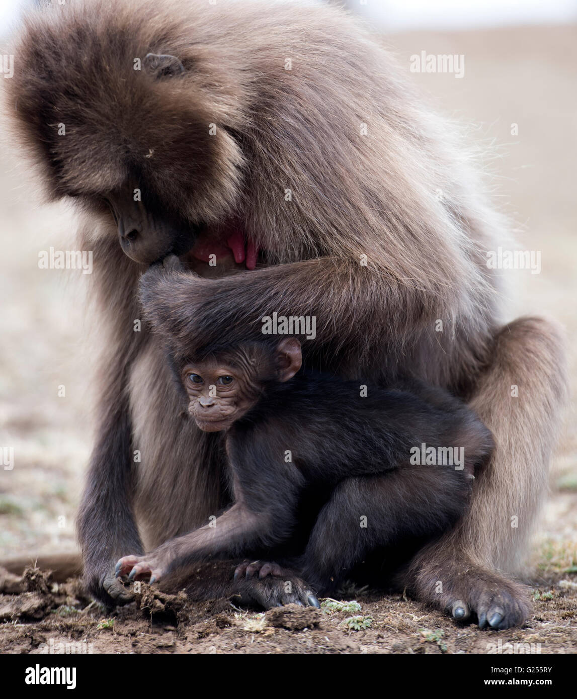Gelada Affen Erwachsene und Baby Pflege Nationalpark Simien Mountains, Äthiopien Stockfoto