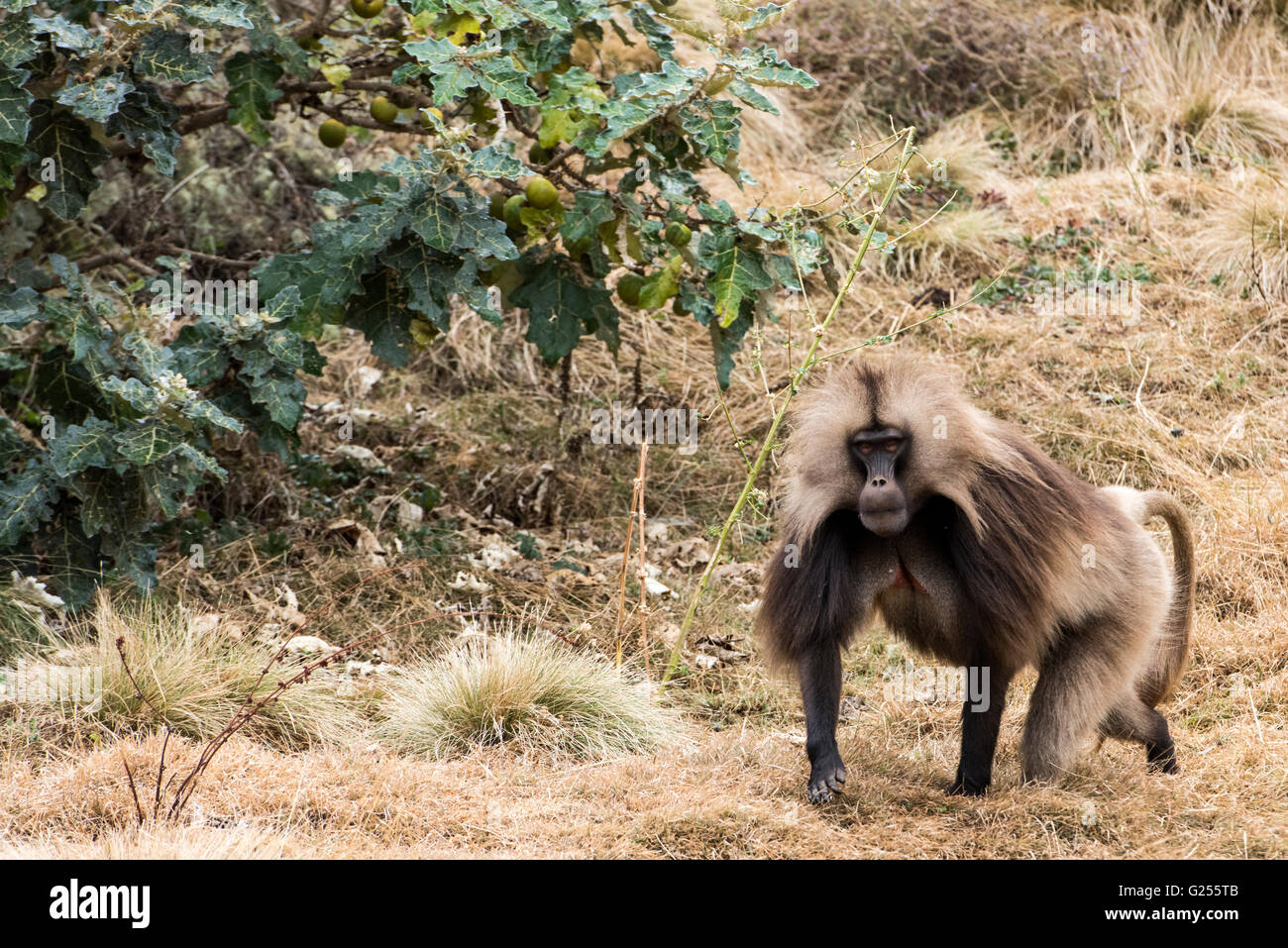 Gelada Affen Männchen Wandern Nationalpark Simien Mountains, Äthiopien Stockfoto