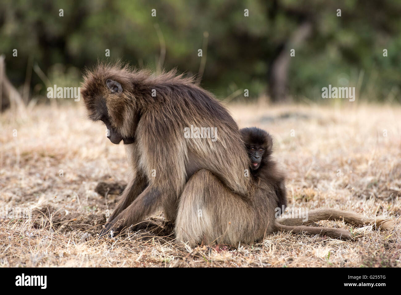 Gelada Affen Erwachsenen und Baby Futtersuche Nationalpark Simien Mountains, Äthiopien Stockfoto