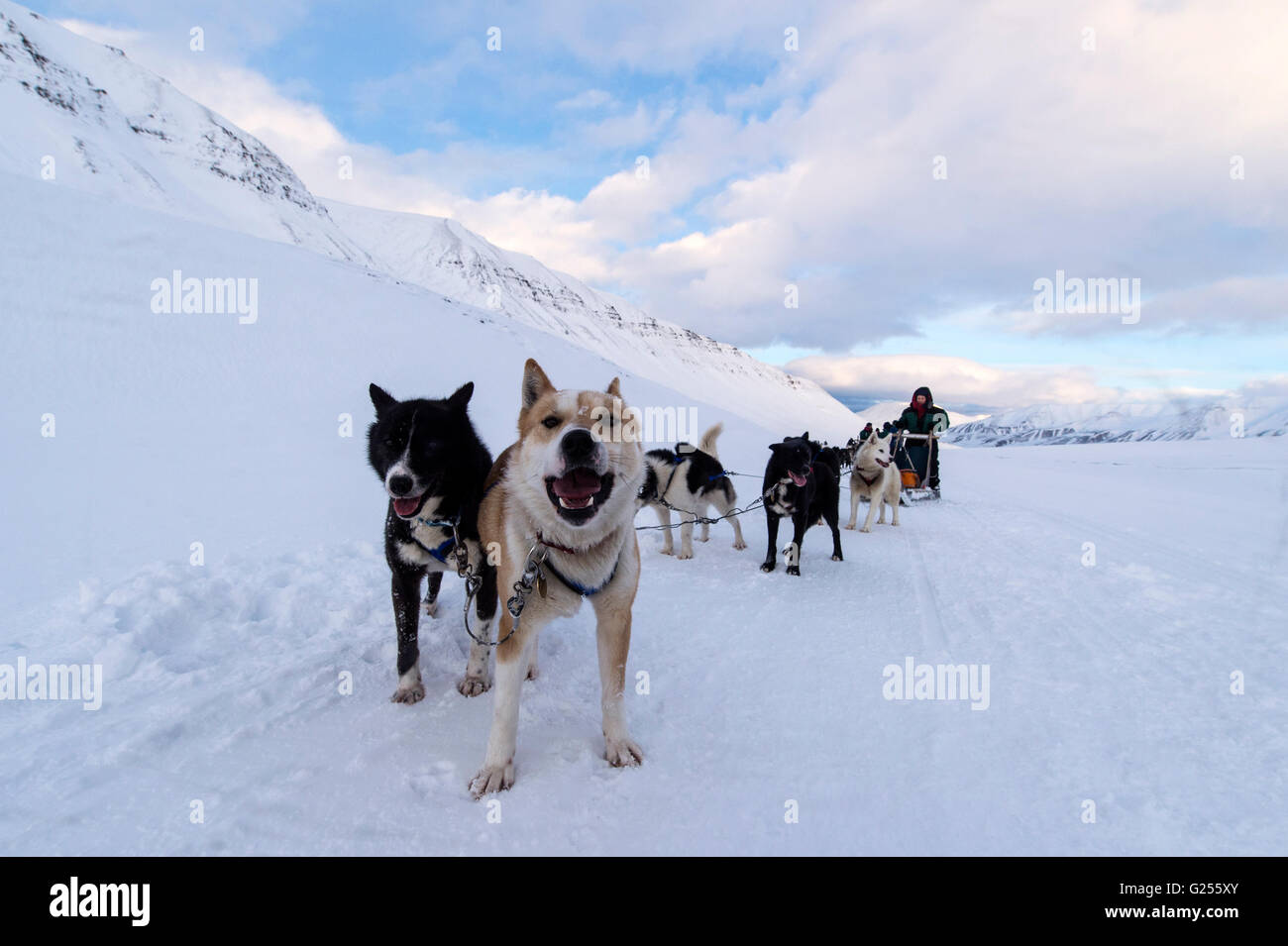 Hundeschlitten im Winter Longyearbyen, Svalbard, Spitzbergen, Norwegen Stockfoto