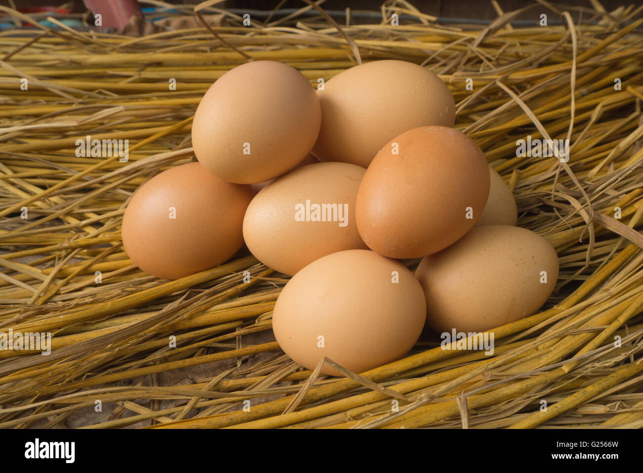 Neue Gruppe von Eiern auf Stroh, Kalasin Thailand Stockfoto