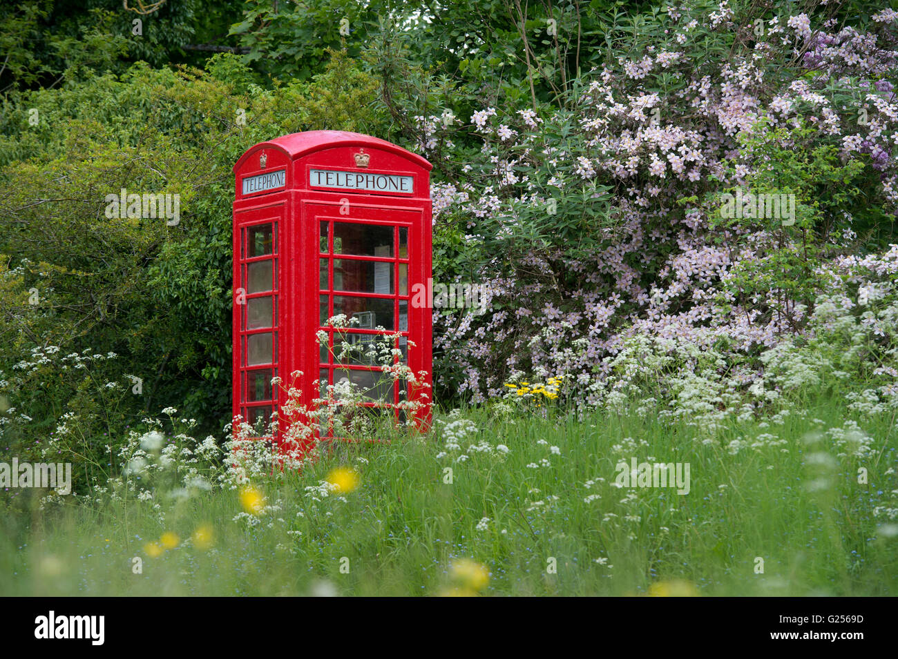 Alte rote Telefonzelle in den Cotswolds von Clematis Blumen und Gras umgeben. Maugersbury, Cotswolds, Gloucestershire, England Stockfoto