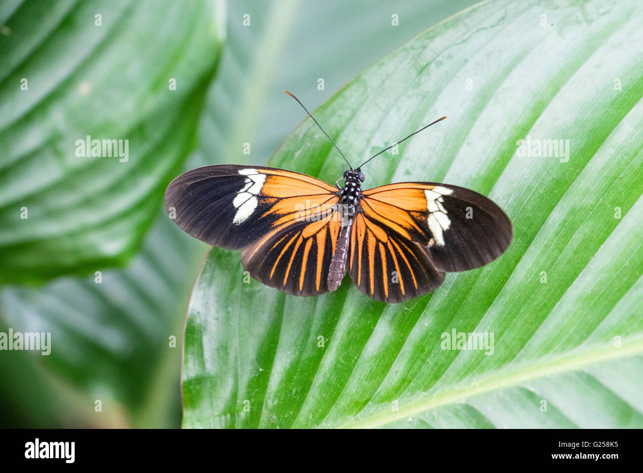 Schöne Orange und Schwarz lässt Doris Longwing (Laparus Doris) Schmetterling sitzt auf großen glänzend grün Stockfoto