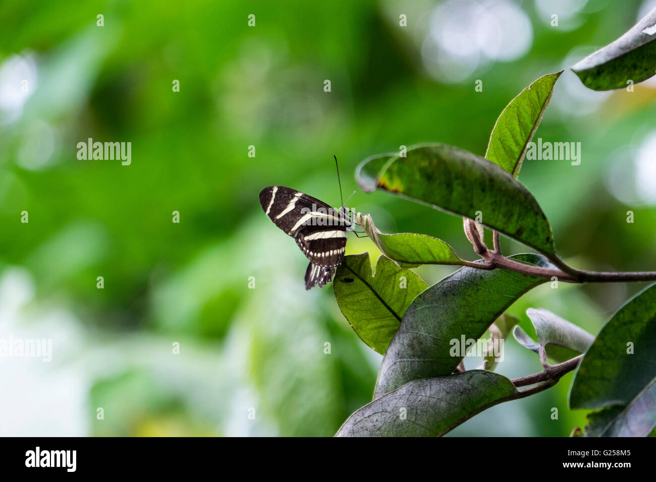 Schmetterling Schwarz-gelbes Zebra Longwing (Heliconius Charithonia) Stockfoto