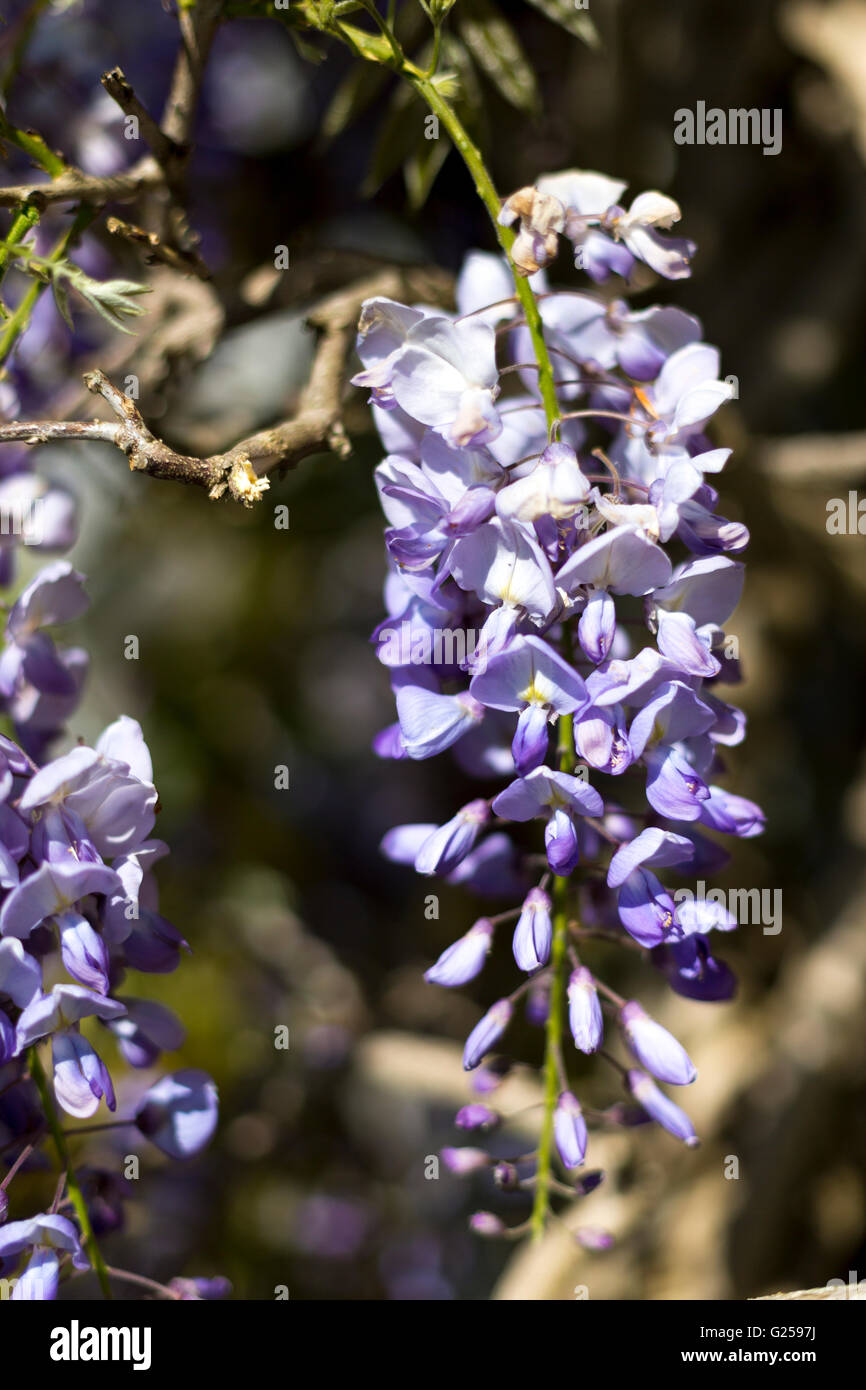 Wisteria (Glyzinien) Blume Nahaufnahme Stockfoto