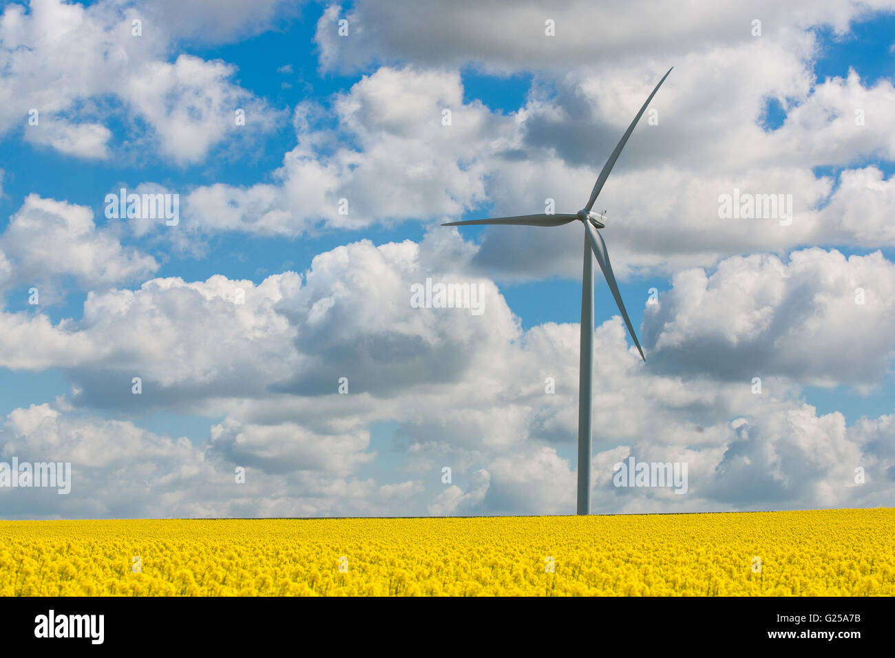 Windkraftanlage im Raps Feld, Reims, Frankreich Stockfoto