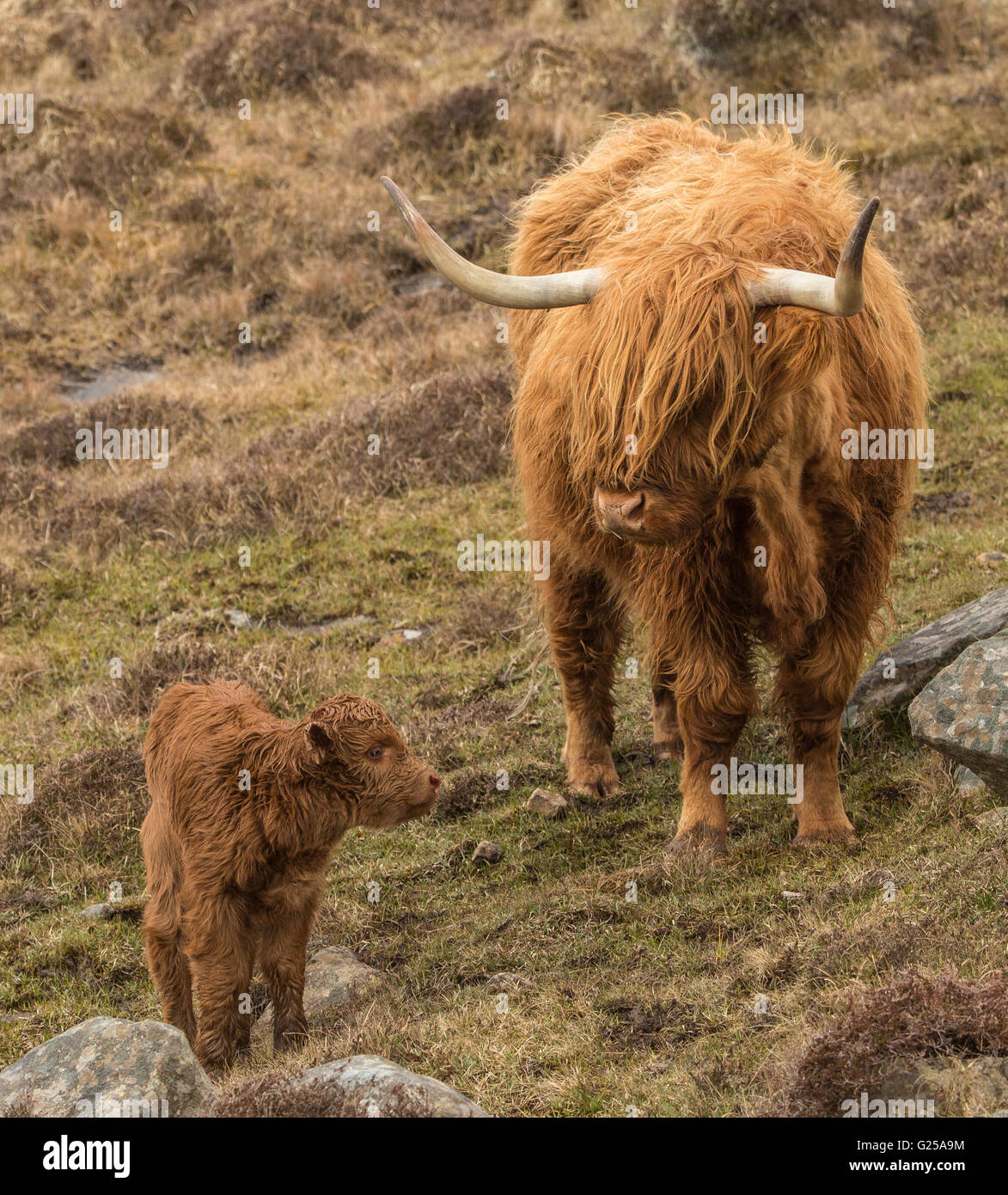 Highland Cow and Calf, Isle of Harris, Schottland, Vereinigtes Königreich Stockfoto