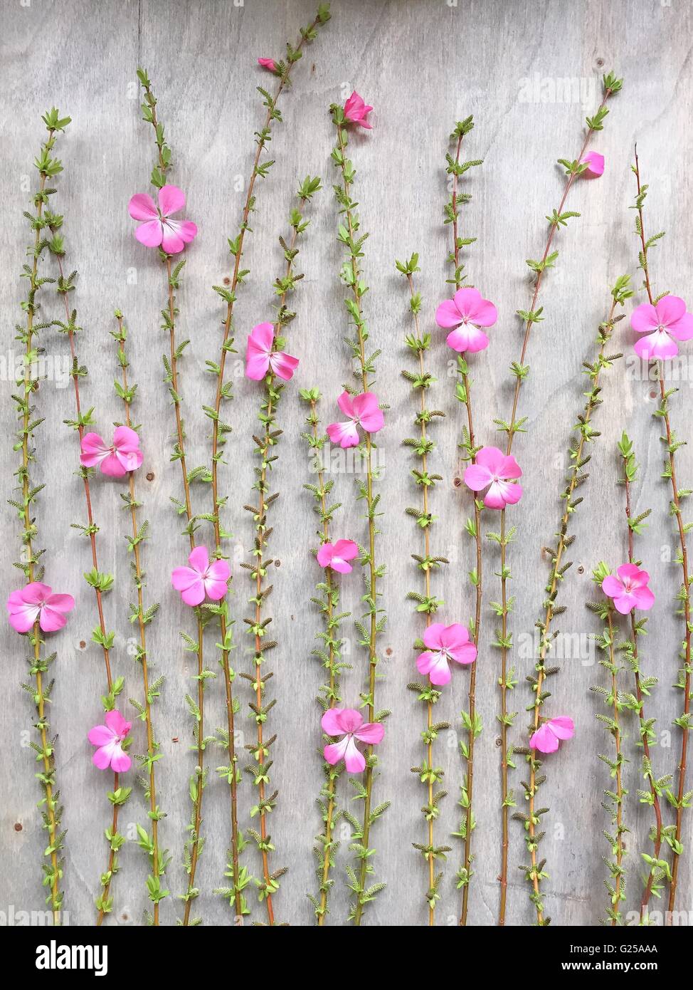 Mit rosa Geranien Blumen Pflanzen Stockfoto