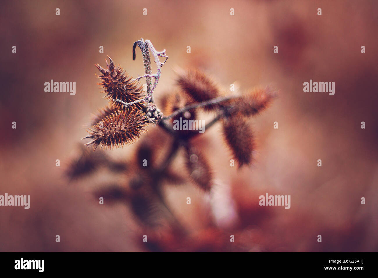 Trockene Blume mit Dornen Stockfoto