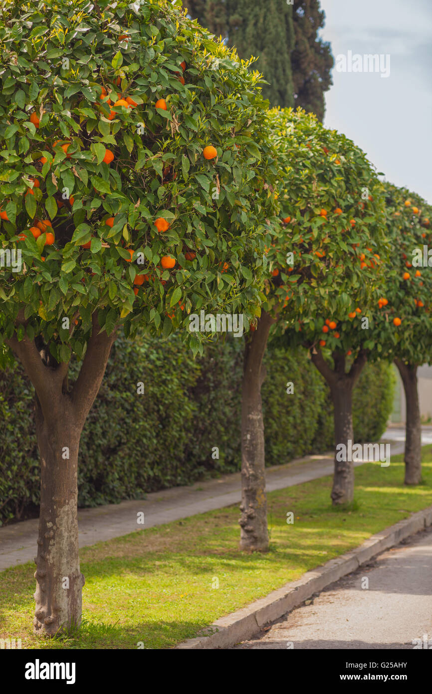 Mandarinenbäumen hintereinander in der Straße Stockfoto