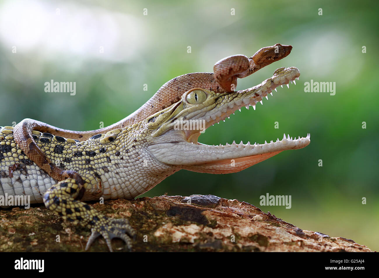 Schlange sitzen auf Krokodil, Indonesien Stockfoto