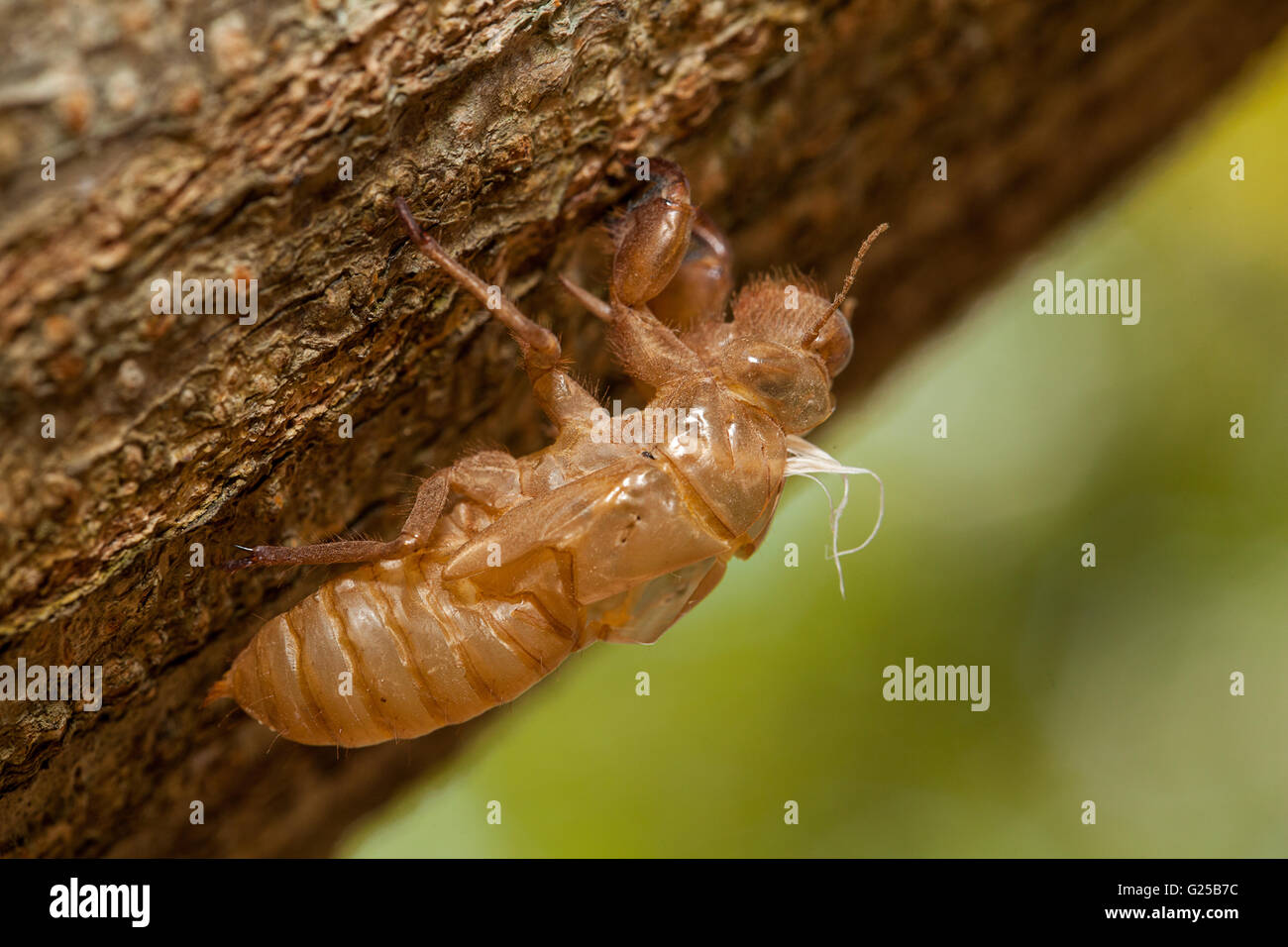 Schale der Zikade auf Baum Stockfoto