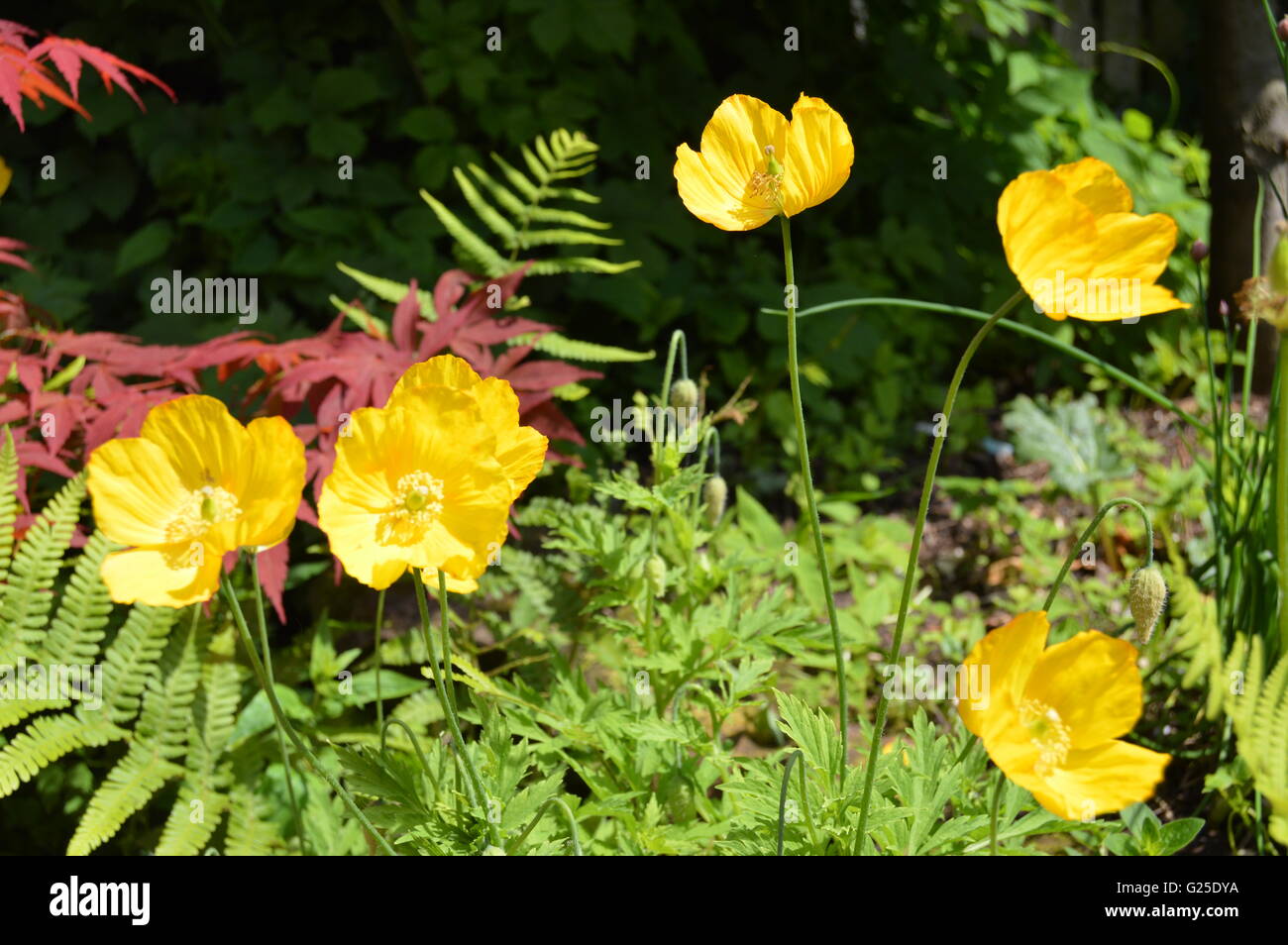 Die Waliser Mohnblume ist eine mehrjährige blühende Pflanze in der Mohn-Familie Papaveraceae. Meconopsis cambrica Stockfoto