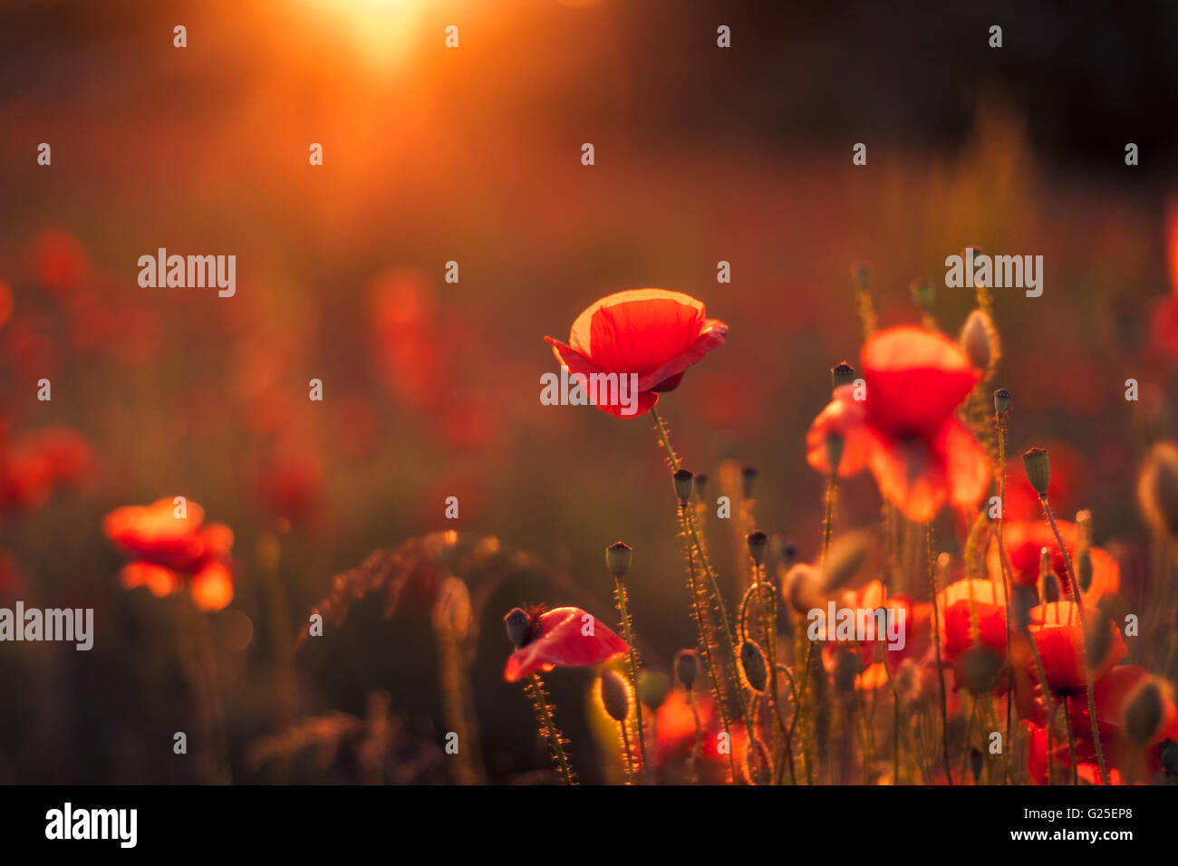 Landschaft mit schönen Sonnenuntergang über Mohnfeld Stockfoto