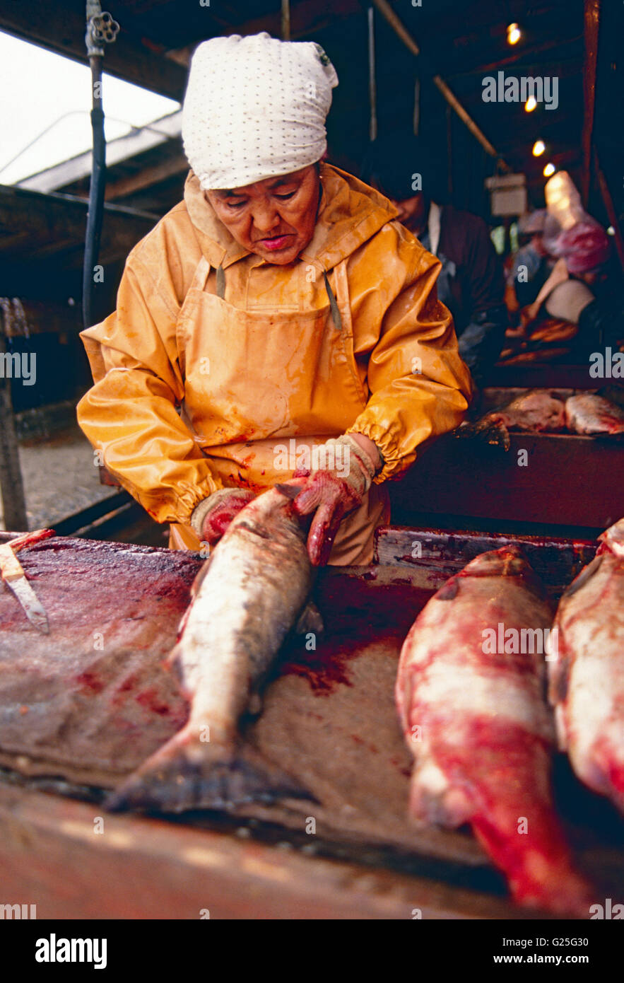 Einheimische Frau arbeitet in einem Lachs Fisch Verarbeitungsbetrieb, Ust Belaja, Tschuktschen-Halbinsel, Magadon Region, Russische Föderation Stockfoto