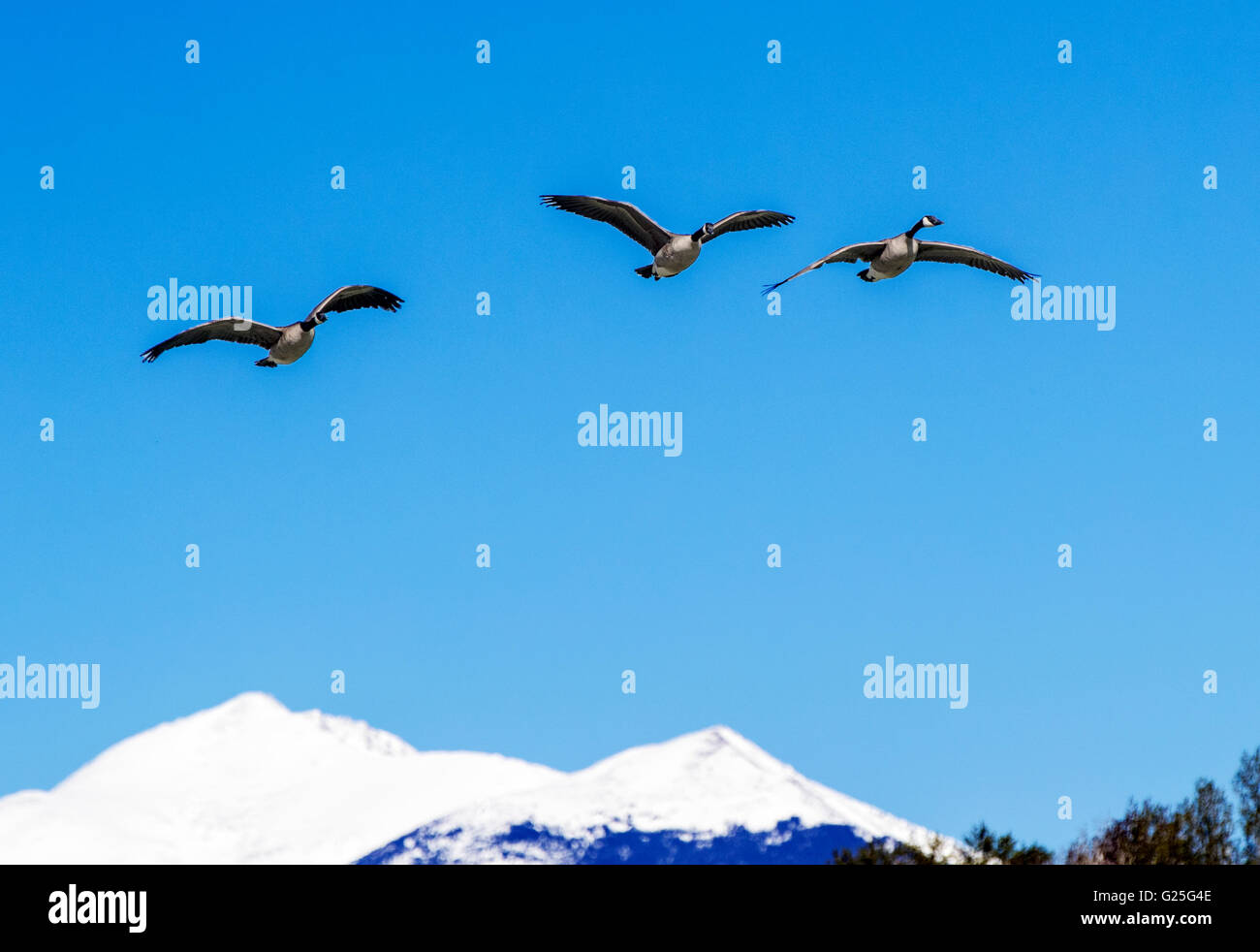 Kanadagänse im Flug gegen strahlend blauen Himmel; schneebedeckten Rocky Mountains im Hintergrund; Zentralen Colorado; USA Stockfoto