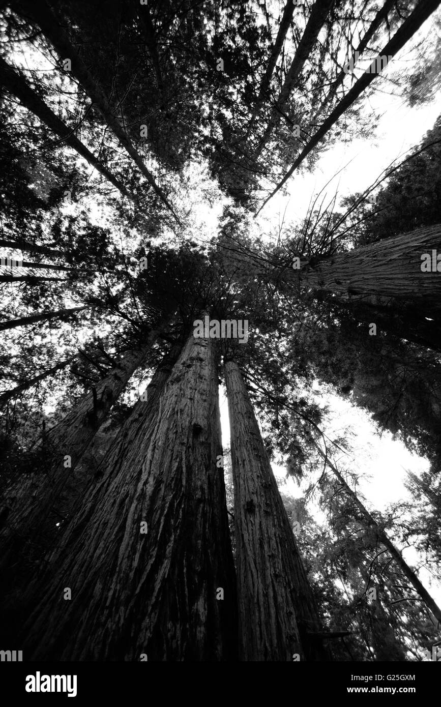 Redwood Nationalpark Stockfoto