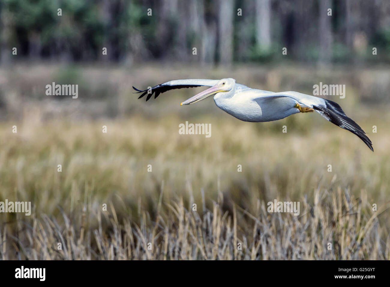 Amerikanischer weißer Pelikan fliegen Stockfoto