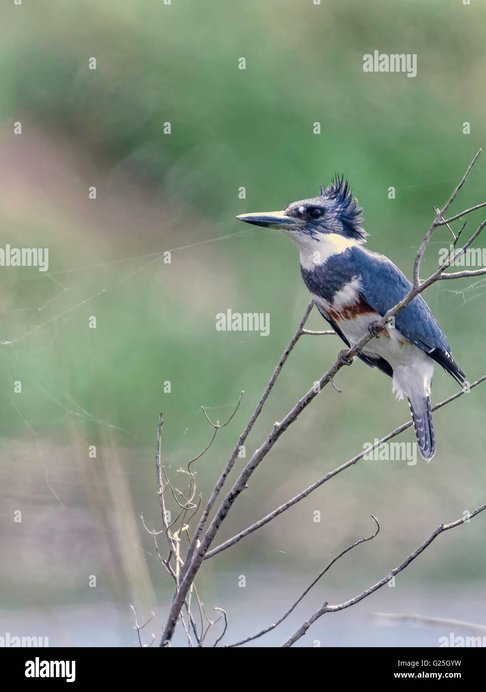 Belted Kingfisher Stockfoto