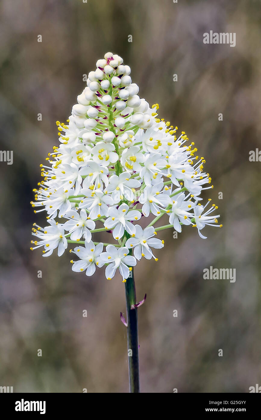 Wildblumenblüte Stockfoto