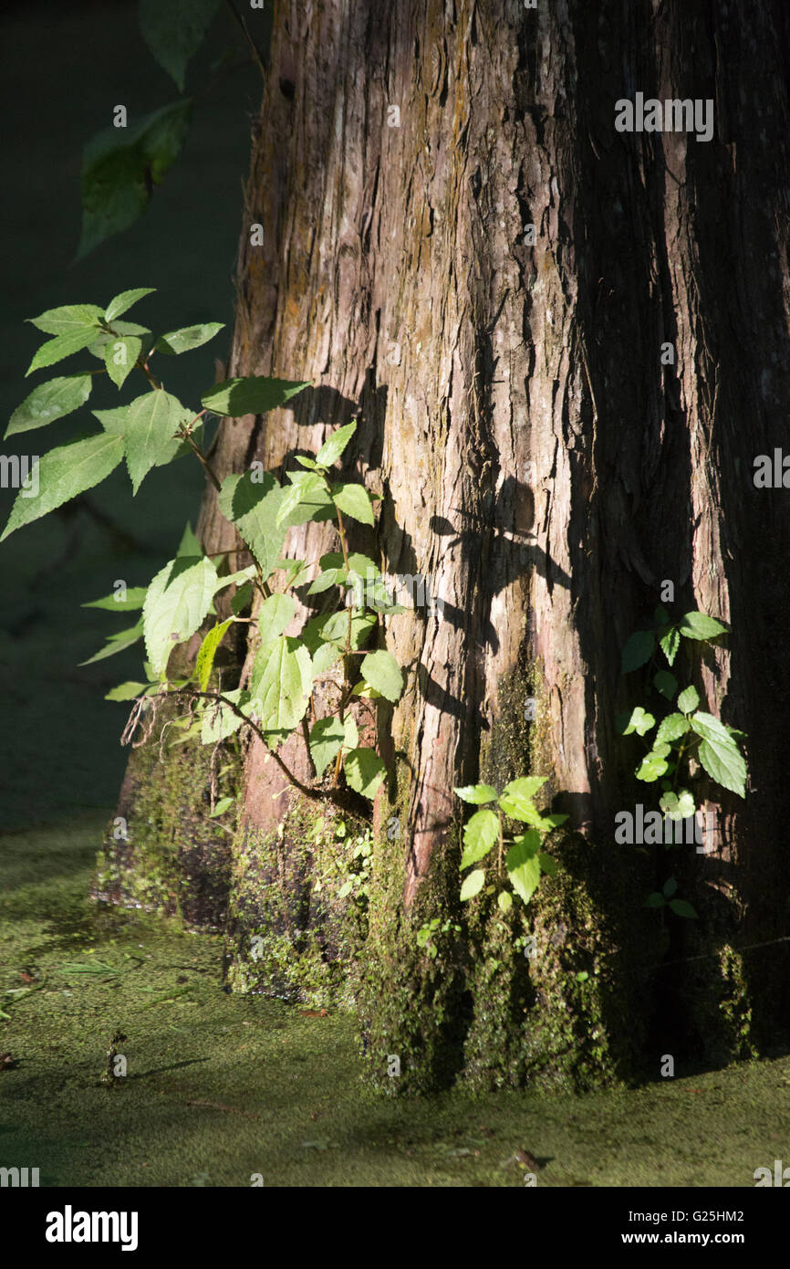 Cypress Insel bewahren Stockfoto
