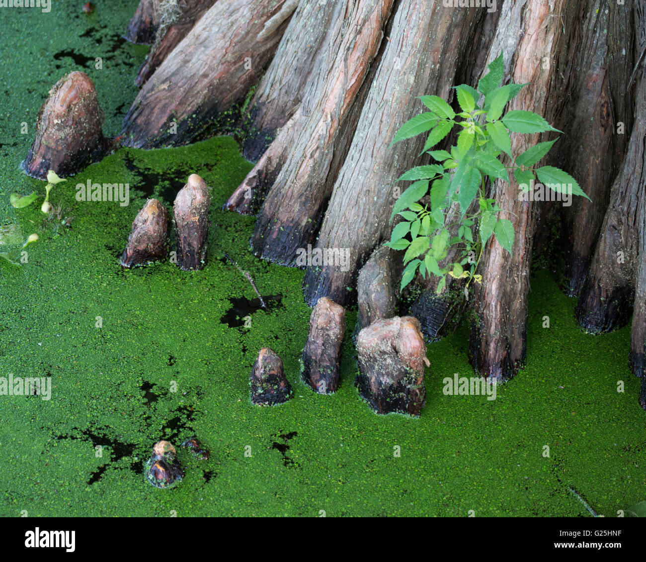 Cypress Knie an der Basis eine kahle Zypresse (Taxodium Distichum) im Cypress Preserve Insel am Ufer des Lake Martin Stockfoto