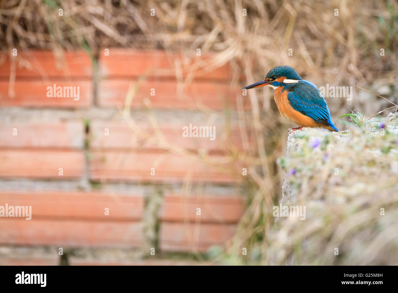 Eisvogel (Alcedo Atthis) weibliche thront auf Betonwand. Ivars See. Provinz Lleida. Katalonien. Spanien. Stockfoto