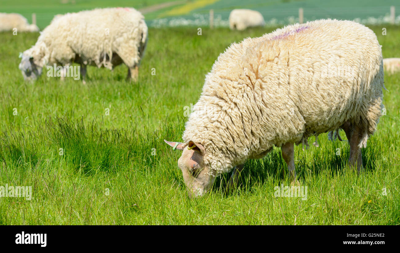 Eine Herde weißer Schafe (Ovis Aries) grasen in einem Feld auf den South Downs in West Sussex, England, Großbritannien. Stockfoto