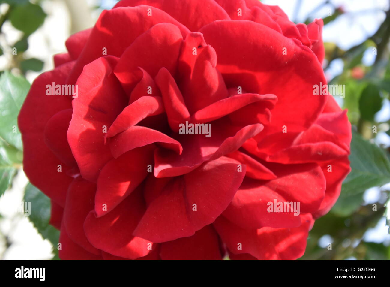 Nahaufnahme von einer roten Rose Stockfoto