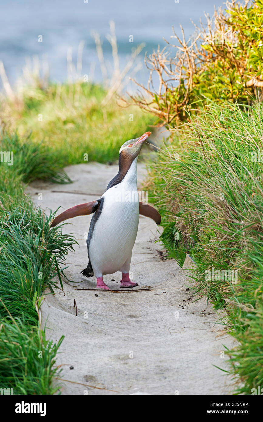 Yellow-eyed Pinguin (megadyptes antipodes) wandern, Dunedin, Otago, Südinsel, Neuseeland Stockfoto