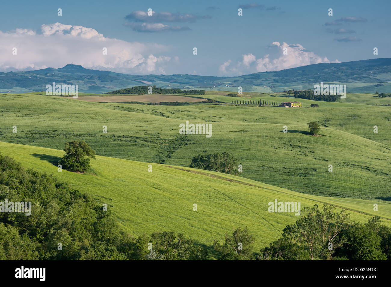 Toskanische Hügellandschaft in der Nähe von Pienza, Toskana, Italien Stockfoto