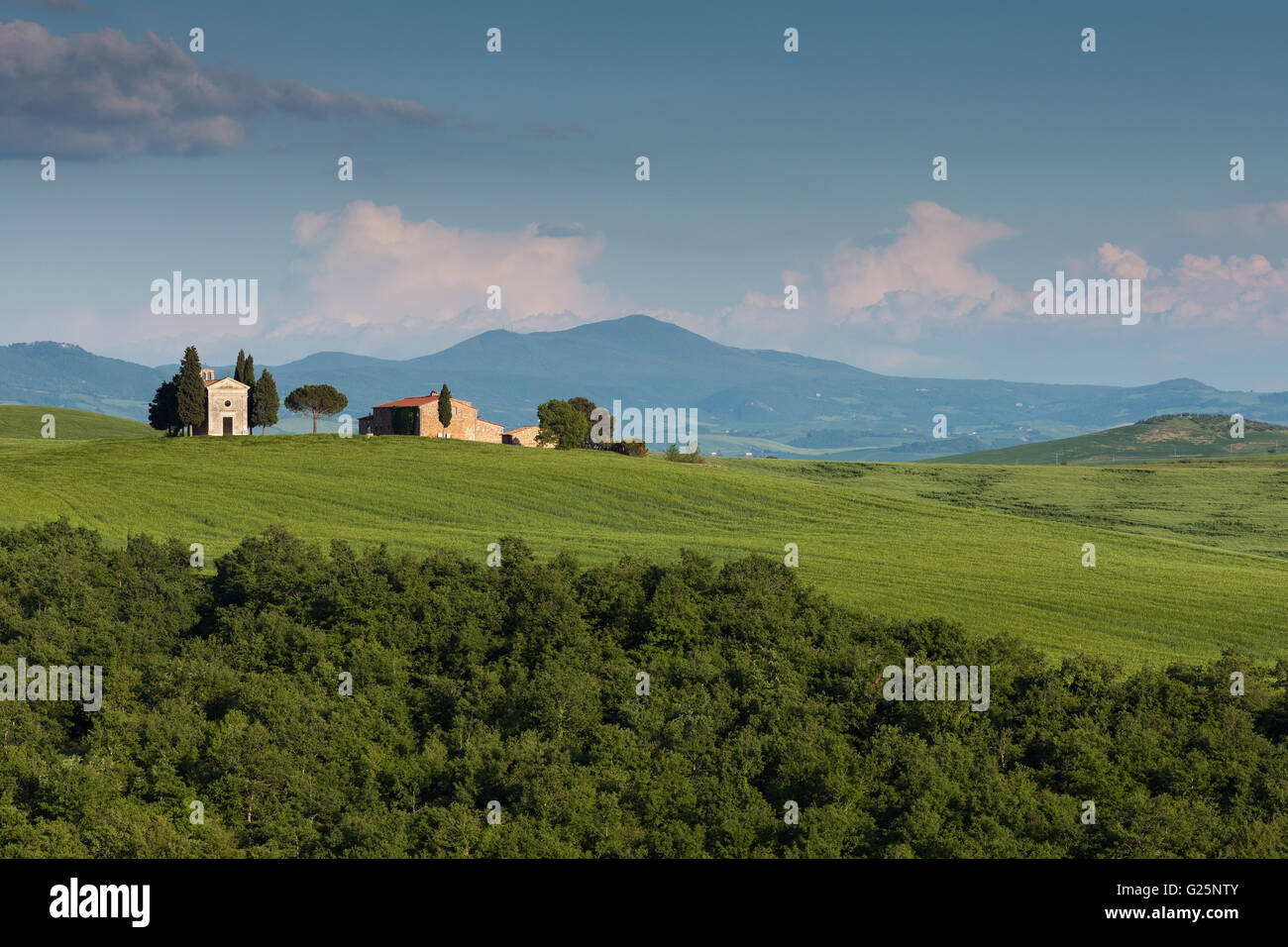 Toskanische Hügellandschaft in der Nähe von Pienza, Toskana, Italien Stockfoto