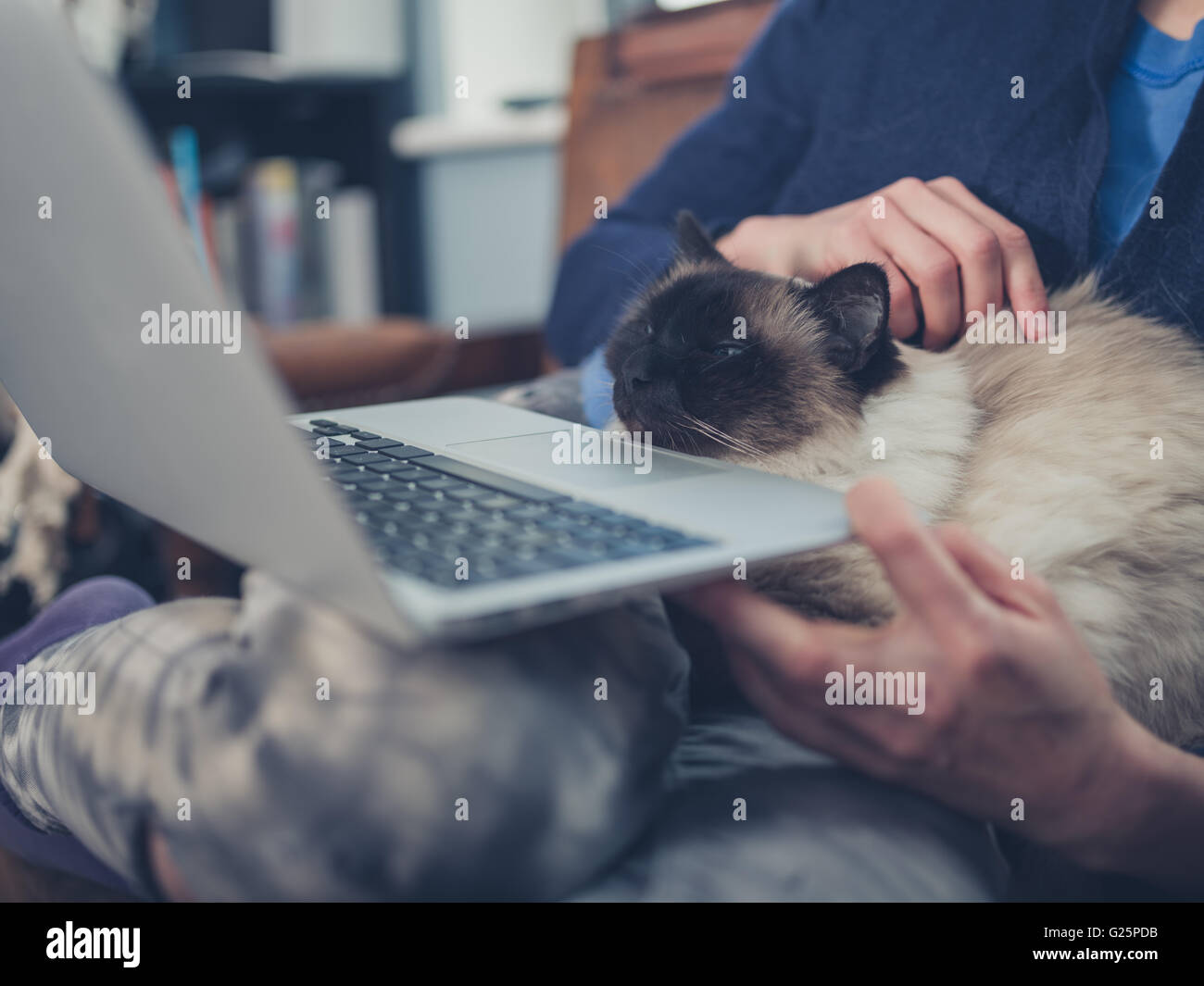 Eine junge Frau nutzt ihr Laptop zu Hause mit einer Katze auf dem Schoß sitzen Stockfoto